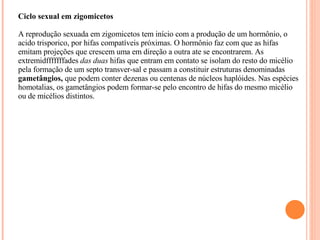 Ciclo sexual em zigomicetos   A reprodução sexuada em zigomicetos tem início com a produção de um hormônio, o acido trisporico, por hifas compatíveis próximas. O hormônio faz com que as hifas emitam projeções que crescem uma em direção a outra ate se encontrarem. As extremidfffffffades  das duas  hifas que entram em contato se isolam do resto do micélio pela formação de um septo transver­sal e passam a constituir estruturas denominadas  gametângios,  que podem conter dezenas ou centenas de núcleos haplóides. Nas espécies homotalias, os gametângios podem formar-se pelo encontro de hifas do mesmo micélio ou de micélios distintos. 