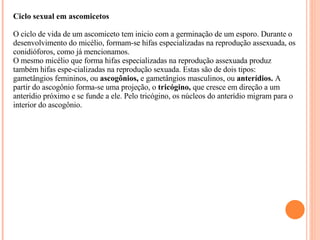 Ciclo sexual em ascomicetos    O ciclo de vida de um ascomiceto tem inicio com a germinação de um esporo. Durante o desenvolvimento do micélio, formam-se hifas especializadas na reprodução assexuada, os conidióforos, como já mencionamos. O mesmo micélio que forma hifas especializadas na reprodução assexuada produz também hifas espe­cializadas na reprodução sexuada. Estas são de dois tipos: gametângios femininos, ou  ascogônios,  e gametângios masculinos, ou  anterídios.  A partir do ascogônio forma-se uma projeção, o  tricógino,  que cresce em direção a um anterídio próximo e se funde a ele. Pelo tricógino, os núcleos do anterídio migram para o interior do ascogônio. 