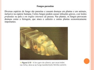Fungos parasitas    Diversas espécies de fungo são parasitas e causam doenças em plantas e em animais, inclusive na espécie humana. Certos fungos podem causar infecções graves,  com  lesões  profundas na  pele e  em órgãos internets da  pessoa. Nas plantas, os fungos provocam doenças como a ferrugem, que ataca o cafeeiro e outras plantas economicamente importantes. 