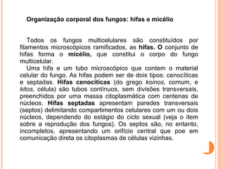 Organiza ção corporal dos fungos: hifas e micélio Todos os fungos multicelulares são constituídos por filamentos microscópicos ramificados, as  hifas. O  conjunto de hifas forma o  mic élio,  que constitui o corpo do fungo multicelular. Uma hifa e um tubo microsc ópico que contem o material celular do fungo. As hifas podem ser de dois tipos: cenocíticas e septadas.  Hifas cenocíticas  (do grego  koinos,  comum, e  kitos,  célula) são tubos contínuos, sem divisões transversais, preenchidos por uma massa citoplasmática com centenas de núcleos.  Hifas septadas  apresentam paredes transversais (septos) delimitando compartimentos celulares com um ou dois núcleos, dependendo do estágio do ciclo sexual (veja o item sobre a reprodução dos fungos). Os septos são, no entanto, incompletos, apresentando um orifício central que poe em comunicação  direta os citoplasmas de células vizinhas. 