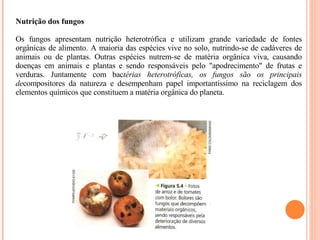Nutrição dos fungos Os fungos apresentam nutrição heterotrófica e utilizam grande variedade de fontes orgânicas de alimento. A maioria das espécies vive no solo, nutrindo-se de cadáveres de animais ou de plantas. Outras espécies nutrem-se de matéria orgânica viva, causando doenças em animais e plantas e sendo responsáveis pelo "apodrecimento" de frutas e verduras. Juntamente com bac térias heterotróficas, os fungos são os principais de compositores da natureza e desempenham papel importantíssimo na reciclagem dos elementos químicos que constituem a matéria orgânica do planeta.   