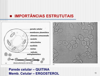  IMPORTÂNCIAS ESTRUTUTAIS




Parede celular – QUITINA
Memb. Celular – ERGOSTEROL   11
 