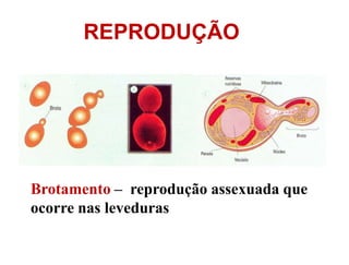 REPRODUÇÃO




Brotamento – reprodução assexuada que
ocorre nas leveduras
 