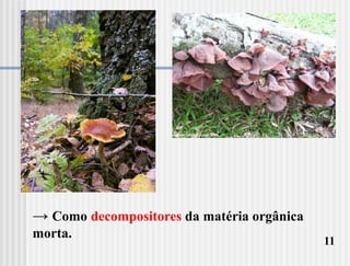 → Como decompositores da matéria orgânica
morta.
                                            11
 