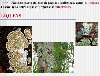Fazendo parte de associações mutualísticas, como os líquens
( associação entre algas e fungos) e as micorrizas.

LÍQUENS:
 