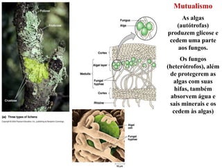 Mutualismo
      As algas
    (autótrofas)
produzem glicose e
 cedem uma parte
    aos fungos.
      Os fungos
(heterótrofos), além
 de protegerem as
   algas com suas
    hifas, também
  absorvem água e
 sais minerais e os
   cedem às algas)
 