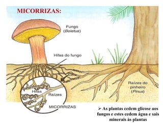 MICORRIZAS:




                As plantas cedem glicose aos
              fungos e estes cedem água e sais
                    minerais às plantas
 