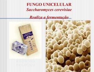 FUNGO UNICELULAR
    Saccharomyces cerevisiae
      Realiza a fermentação




FERMENTO
BIOLÓGICO
 