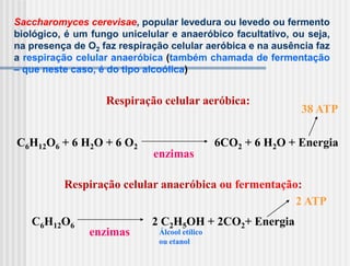 Saccharomyces cerevisae, popular levedura ou levedo ou fermento
biológico, é um fungo unicelular e anaeróbico facultativo, ou seja,
na presença de O2 faz respiração celular aeróbica e na ausência faz
a respiração celular anaeróbica (também chamada de fermentação
– que neste caso, é do tipo alcoólica)


                   Respiração celular aeróbica:
                                                              38 ATP

C6H12O6 + 6 H2O + 6 O2                         6CO2 + 6 H2O + Energia
                             enzimas

          Respiração celular anaeróbica ou fermentação:
                                                      2 ATP
   C6H12O6                   2 C2H5OH + 2CO2+ Energia
               enzimas        Álcool etílico
                              ou etanol
 