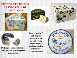 FUNGOS UTILIZADOS
 NA INDÚSTRIA DE
   LATICÍNIOS




                             Obs: o queijo é
                                obtido pela
                               fermentação
                               do leite. Essa
                              fermentação é
                             realizada pelos
Os fungos são adicionados       lactobacilos
para dar um gosto especial   (reino monera)
       aos queijos.
 