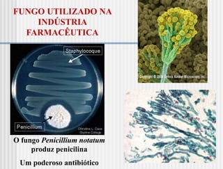 FUNGO UTILIZADO NA
    INDÚSTRIA
  FARMACÊUTICA




O fungo Penicillium notatum
     produz penicilina
 Um poderoso antibiótico
 