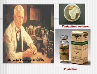 Penicillium notatum




Alexander Fleming (1881-1955)


                                 Penicilina
 