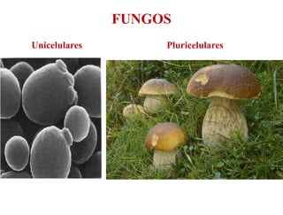 FUNGOS
Unicelulares        Pluricelulares
 