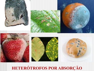 HETERÓTROFOS POR ABSORÇÃO
 