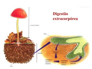Digestão
extracorpórea




                5
 