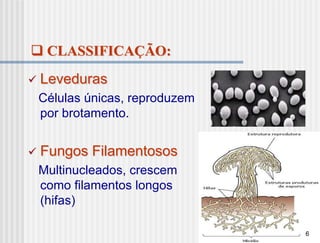  CLASSIFICAÇÃO:
   Leveduras
    Células únicas, reproduzem
    por brotamento.


   Fungos Filamentosos
    Multinucleados, crescem
    como filamentos longos
    (hifas)

                                 6
 