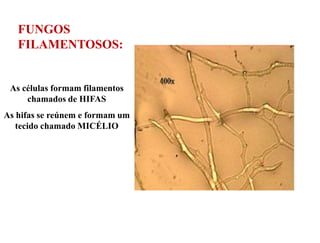 FUNGOS
   FILAMENTOSOS:


 As células formam filamentos
     chamados de HIFAS
As hifas se reúnem e formam um
   tecido chamado MICÉLIO
 