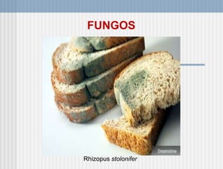 FUNGOS




Rhizopus stolonifer
 