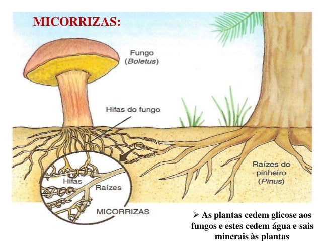 Resultado de imagem para micorrizas fungos