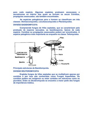 para cada espécie. Algumas espéeies produzem ascocarpos e
ascostromas no interior dos quais se formam os ascos Conídios,
propágulos assexuados. são também encontrados.
As espécies patogênicas para o homem se classificam em três
classes: Hemiascomycetes, Loculoascomycetes e Plectomycetes.
DIVISÃO BASIDIOMYCOTA
Compreende fungos de hifas septadas, que se caracterizam pela
produção de esporos sexuados, os basidiosporos, típicos de cada
espécie. Conídios ou propágulos assexuados podem ser encontrados. A
espécie patogênica mais importante se enquadra na classe Teliomycetes.
Principais estruturas de Basidiomycota.
DlVISÃO DEUTEROMYCOTA
Engloba fungos de hifas septadas que se multiplicam apenas por
conídios e por isso são conhecidos como Fungos Imperfeitos. Os
conídios podem ser exógenos ou estar contidos em estruturas como os
picnídios. Entre os Deuteromycota se encontra a maior parte dos fungos
de importância médica.
 