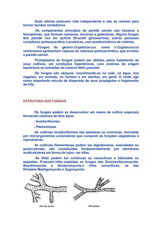 Suas células possuem vida independente e não se reúnem para
formar tecidos verdadeiros.
Os componentes principais da parede celular são hexoses e
hexoaminas, que formam mananas, ducanas e galactanas. Alguns fungos
têm parede rica em quitina (N-acetil glicosamina), outros possuem
complexos polissacarídios e proteínas, com predominância de cisteína.
Fungos do gênero Cryptococcus, como o Cryptococcus
neoformans apresentam cápsula de natureza polissacarídica, que envolve
a parede celular.
Protoplastos de fungos podem ser obtidos peloo tratamento de
seus cultivos, em condições hipertônicas, com enzimas de origem
bacteriana ou extraídas do caracol Helix pomatia.
Os fungos são ubíquos, encontrando-se no solo, na água, nos
vegetais, em animals, no homem e em detritos, em geral. O vento age
como importante veiculo de dispersão de seus propágulos e fragmentos
de hifa.
ESTRUTURA DOS FUNGOS
Os fungos podem se desenvolver em meios de cultivo especiais
formando colônias de dois tipos:
- leveduriformes;
- filamentosas.
As colônias leveduriformes são pastosas ou cremosas, formadas
por microrganismos unicelulares que cumprem as funções vegetativas e
reprodutivas.
As colônias filamentosas podem ser algodonosas, aveludadas ou
pulverulentas; são constituídas fundamentalmente por elementos
multicelulares em forma de tubo—as hifas.
As hifas podem ser contínuas ou cenocíticas e tabicadas ou
septadas. Possuem hifas septadas os fungos das DivisõesAscomycota,
Basidiomycota e Deuteromycota e hifas cenocíticas, os das
Divisões Mastigomycota e Zygomycota.
 