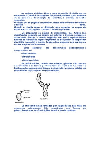 Ao conjunto de hifas, dá-se o nome de micélio. O micélio que se
desenvolve no interior do substrato, funcionando também como elemento
de sustentação e de absorção de nutrientes, é chamado de micélio
vegetativo.
O micélio que se projeta na superficie e cresce acima do meio de cultivo é
o micélio aéreo.
Quando o micélio aéreo se diferencia para sustentar os corpos de
frutificação ou propágulos, constitui o micélio reprodutivo.
Os propágulos ou órgãos de disseminação dos fungos são
classificados, segundo sua origem, em externos e intemos, sexuados e
assexuados. Embora o micélio vegetativo não tenha especificamente
funções de reprodução, alguns fragmentos de hifa podem se desprender
do micélio vegetativo e cumprir funções de propagação, uma vez que as
células fúngicas são autônomas.
Estes elementos são denominados de taloconídios e
compreendem os:
- blastoconídios,
- artroconídios
- clamidoconídios.
Os blastoconídios, também denominados gêmulas, são comuns
nas leveduras e se derivam por brotamento da célula-mãe. As vezes, os
blastoconídios permanecem ligados à célula-mãe, formando cadeias, as
pseudo-hifas, cujo conjunto é o pseudomicélio.
Os artroconídios são formados por fragmentação das hifas em
segmentos retangulares. São encontratos nos fungos do
gênero Geotrichum, em Coccidioides immitis e em dermatófitos.
 