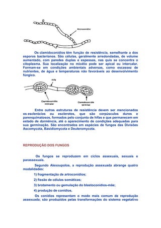 Os clamidoconídios têm função de resistência, semelhante a dos
esporos bacterianos. São células, geralmente arredondadas, de volume
aumentado, com paredes duplas e espessas, nas quis se concentra o
citoplasma. Sua localização no micélio pode ser apical ou intercalar.
Formam-se em condições ambientais adversas, como escassez de
nutrientes, de água e temperaturas não favoráveis ao desenvolvimento
fúngico.
Entre outras estruturas de resistência devem ser mencionados
os esclerócios ou esclerotos, que são corpúsculos duros e
parenquimatosos, formados pelo conjunto de hifas e que permanecem em
estado de dormência, até o aparecimento de condições adequadas para
sua germinação. São encontrados em espécies de fungos das Divisões
Ascomycota, Basidiomycota e Deuteromycota.
REPRODUÇÃO DOS FUNGOS
Os fungos se reproduzem em ciclos assexuais, sexuais e
parassexuais.
Segundo Alexoupolos, a reprodução assexuada abrange quatro
modalidades:
1) fragmentação de artroconídios;
2) fissão de células somáticas;
3) brotamento ou gemulação do blastoconídios-mãe;
4) produção de conídios.
Os conídios representam o modo mais comum de reprodução
assexuada; são produzidos pelas transformações do sistema vegetativo
 