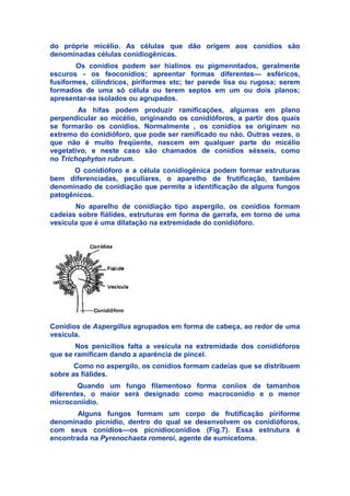do próprie micélio. As células que dão origem aos conídios são
denominadas células conidiogênicas.
Os conídios podem ser hialinos ou pigmenntados, geralmente
escuros - os feoconídios; apreentar formas diferentes— esféricos,
fusiformes, cilíndricos, piriformes etc; ter parede lisa ou rugosa; serem
formados de uma só célula ou terem septos em um ou dois planos;
apresentar-se isolados ou agrupados.
As hifas podem produzir ramificações, algumas em plano
perpendicular ao micélio, originando os conidióforos, a partir dos quais
se formarão os conídios. Normalmente , os conídios se originam no
extremo do conidióforo, que pode ser ramificado ou não. Outras vezes, o
que não é muito freqüente, nascem em qualquer parte do micélio
vegetativo, e neste caso são chamados de conídios sésseis, como
no Trichophyton rubrum.
O conidióforo e a célula conidiogênica podem formar estruturas
bem diferenciadas, peculiares, o aparelho de frutificação, também
denominado de conidiação que permite a identificação de alguns fungos
patogênicos.
No aparelho de conidiação tipo aspergilo, os conídios formam
cadeias sobre fiálides, estruturas em forma de garrafa, em torno de uma
vesícula que é uma dilatação na extremidade do conidióforo.
Conídios de Aspergillus agrupados em forma de cabeça, ao redor de uma
vesícula.
Nos penicílios falta a vesícula na extremidade dos conidióforos
que se ramificam dando a aparência de pincel.
Como no aspergilo, os conídios formam cadeias que se distribuem
sobre as fiálides.
Quando um fungo filamentoso forma coníios de tamanhos
diferentes, o maior será designado como macroconídio e o menor
microconíidio.
Alguns fungos formam um corpo de frutificação piriforme
denominado picnídio, dentro do qual se desenvolvem os conidióforos,
com seus conídios—os picnidioconidios (Fig.7). Essa estrutura é
encontrada na Pyrenochaeta romeroi, agente de eumicetoma.
 
