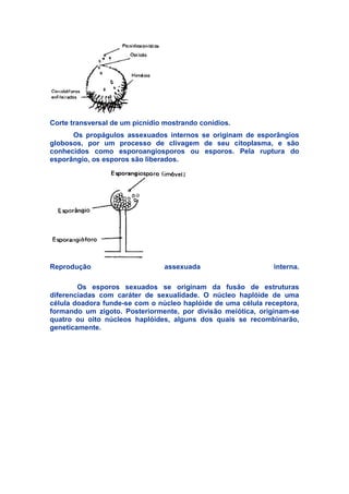 Corte transversal de um picnídio mostrando conídios.
Os propágulos assexuados internos se originam de esporângios
globosos, por um processo de clivagem de seu citoplasma, e são
conhecidos como esporoangiosporos ou esporos. Pela ruptura do
esporângio, os esporos são liberados.
Reprodução assexuada interna.
Os esporos sexuados se originam da fusão de estruturas
diferenciadas com caráter de sexualidade. O núcleo haplóide de uma
célula doadora funde-se com o núcleo haplóide de uma célula receptora,
formando um zigoto. Posteriormente, por divisão meiótica, originam-se
quatro ou oito núcleos haplóides, alguns dos quais se recombinarão,
geneticamente.
 