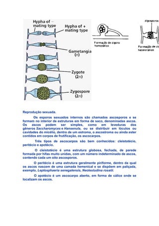 Reprodução sexuada.
Os esporos sexuados internos são chamados ascosporos e se
formam no interior de estruturas em forma de saco, denominadas ascos.
Os ascos podem ser simples, como em leveduras dos
gêneros Saccharomyces e Hansenula, ou se distribuir em lóculos ou
cavidades do micélio, dentro de um estroma, o ascostroma ou ainda ester
contidos em corpos de frutificação, os ascocarpos.
Três tipos de ascocarpos são bem conhecidos: cleistotécio,
peritécio e apotécio.
O cleistotécio é uma estrutura globosa, fechada, de parede
formada por hifas muito unidas, com um número indeterminado de ascos,
contendo cada um oito ascosporos.
O peritécio é uma estrutura geralmente piriforme, dentro da qual
os ascos nascem de uma camada hemenical e se dispõem em paliçada,
exemplo, Leptosphaeria senegalensis, Neotestudina rosatii.
O apotécio é um ascocarpo aberto, em forma de cálice onde se
localizam os ascos.
 