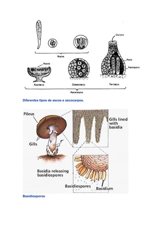 Diferentes tipos de ascos e ascocarpos.
Basidiosporos
 