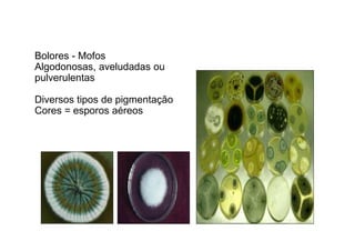 Bolores - Mofos 
Algodonosas, aveludadas ou 
pulverulentas 
Diversos tipos de pigmentação 
Cores = esporos aéreos 
 