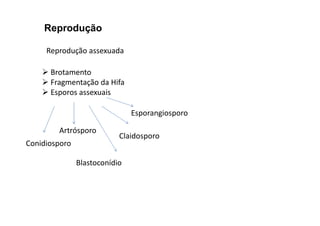 Reprodução 
Reprodução assexuada 
 Brotamento 
 Fragmentação da Hifa 
 Esporos assexuais 
Artrósporo 
Conidiosporo 
Claidosporo 
Blastoconídio 
Esporangiosporo 
 