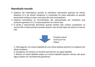 Reprodução sexuada 
 Espécies são heterotálicas quando os indivíduos apresentam gametas de células 
doadoras (+) e de células receptoras (-) localizadas em talos separados ou quando 
apresentam ambos os sexos, mas estes são auto-incompatíveis. 
 Espécies homotálicas ou hermafroditas são representadas por indivíduos que 
produzem gametas (+) e (-) autocompatíveis no mesmo talo. 
 O tecido é denominado dicariótico quando existem dois núcleos compatíveis na 
mesma hifa e heterocariótico quando existem mais de dois tipos de núcleo na mesma 
hifa. 
O esporo sexual 
ocorre por tres 
etapas: 
1- Plasmogamia: um núcleo haplóide de uma célula doadora penetra no citoplasma da 
célula receptora. 
2. Cariogamia: Os núcleos e se fundem para formar um zigoto diplóide. 
3. Meiose: O núcleo diplóide origina um núcleo haplóide (esporos sexuais, dos quais 
alguns podem ser recombinantes genéticos) 
