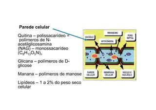 Parede celular 
Quitina – polissacarídeo = 
polímeros de N-acetilglicosamina 
(NAG) – monossacarídeo 
(C8H13O5N)n 
Glicana – polímeros de D-glicose 
Manana – polímeros de manose 
Lipídeos – 1 a 2% do peso seco 
celular 
 
