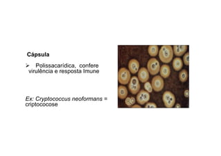 Cápsula 
 Polissacarídica, confere 
virulência e resposta Imune 
Ex: Cryptococcus neoformans = 
criptococose 
 