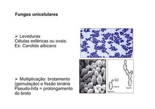 Fungos unicelulares 
 Leveduras 
Células esféricas ou ovais. 
Ex: Candida albicans 
 Multiplicação: brotamento 
(gemulação) e fissão binária 
Pseudo-hifa = prolongamento 
do broto 
 