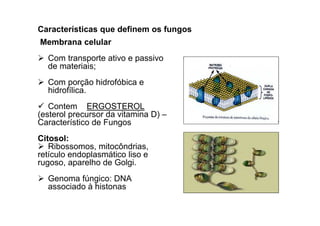 Características que definem os fungos 
Membrana celular 
 Com transporte ativo e passivo 
de materiais; 
 Com porção hidrofóbica e 
hidrofílica. 
 Contem ERGOSTEROL 
(esterol precursor da vitamina D) – 
Característico de Fungos 
Citosol: 
 Ribossomos, mitocôndrias, 
retículo endoplasmático liso e 
rugoso, aparelho de Golgi. 
 Genoma fúngico: DNA 
associado à histonas 
 