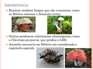 IMPORTÂNCIA
 Existem também fungos que são venenosos, como
os Boletus satanas e Amanita verna;
 Outros produzem substancias alucinógenas, como
o Claviceps purpurea, que produz o LSD;
 Amanita muscaria na Sibéria era considerado o
cogumelo sagrado
 