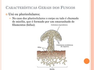 CARACTERÍSTICAS GERAIS DOS FUNGOS
 Uni ou pluricelulares;
 No caso dos pluricelulares o corpo ou talo é chamado
de micélio, que é formado por um emaranhado de
filamentos (hifas);
 