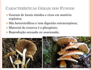 CARACTERÍSTICAS GERAIS DOS FUNGOS
 Gostam de locais úmidos e ricos em matéria
orgânica;
 São heterotróficos e tem digestão extracorpórea;
 Material de reserva é o glicogênio;
 Reprodução sexuada ou assexuada;
 