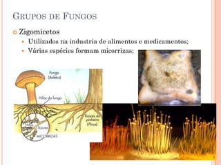 GRUPOS DE FUNGOS
 Zigomicetos
 Utilizados na industria de alimentos e medicamentos;
 Várias espécies formam micorrizas;
 