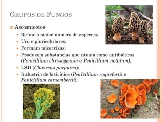 GRUPOS DE FUNGOS
 Ascomicetos
 Reúne o maior numero de espécies;
 Uni e pluricelulares;
 Formam micorrizas;
 Produzem substancias que atuam como antibióticos
(Penicillium chrysogenum e Penicillium notatum);
 LSD (Claviceps purpurea);
 Industria de laticínios (Penicillium roquefortii e
Penicillium camembertii);
 