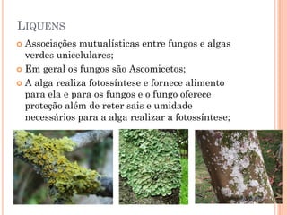 LIQUENS
 Associações mutualísticas entre fungos e algas
verdes unicelulares;
 Em geral os fungos são Ascomicetos;
 A alga realiza fotossíntese e fornece alimento
para ela e para os fungos e o fungo oferece
proteção além de reter sais e umidade
necessários para a alga realizar a fotossíntese;
 