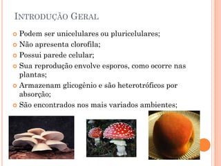 INTRODUÇÃO GERAL
 Podem ser unicelulares ou pluricelulares;
 Não apresenta clorofila;
 Possui parede celular;
 Sua reprodução envolve esporos, como ocorre nas
plantas;
 Armazenam glicogênio e são heterotróficos por
absorção;
 São encontrados nos mais variados ambientes;
 