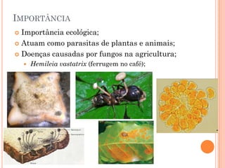 IMPORTÂNCIA
 Importância ecológica;
 Atuam como parasitas de plantas e animais;
 Doenças causadas por fungos na agricultura;
 Hemileia vastatrix (ferrugem no café);
 