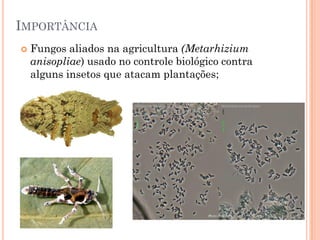 IMPORTÂNCIA
 Fungos aliados na agricultura (Metarhizium
anisopliae) usado no controle biológico contra
alguns insetos que atacam plantações;
 