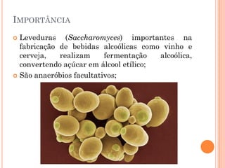 IMPORTÂNCIA
 Leveduras (Saccharomyces) importantes na
fabricação de bebidas alcoólicas como vinho e
cerveja, realizam fermentação alcoólica,
convertendo açúcar em álcool etílico;
 São anaeróbios facultativos;
 