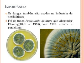 IMPORTÂNCIA
 Os fungos também são usados na industria de
antibióticos;
 Foi do fungo Penicillium notatum que Alexander
Fleming(1881 – 1955), em 1929 extraiu a
penicilina;
 