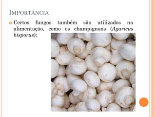 IMPORTÂNCIA
 Certos fungos também são utilizados na
alimentação, como os champignons (Agaricus
bisporus);
 